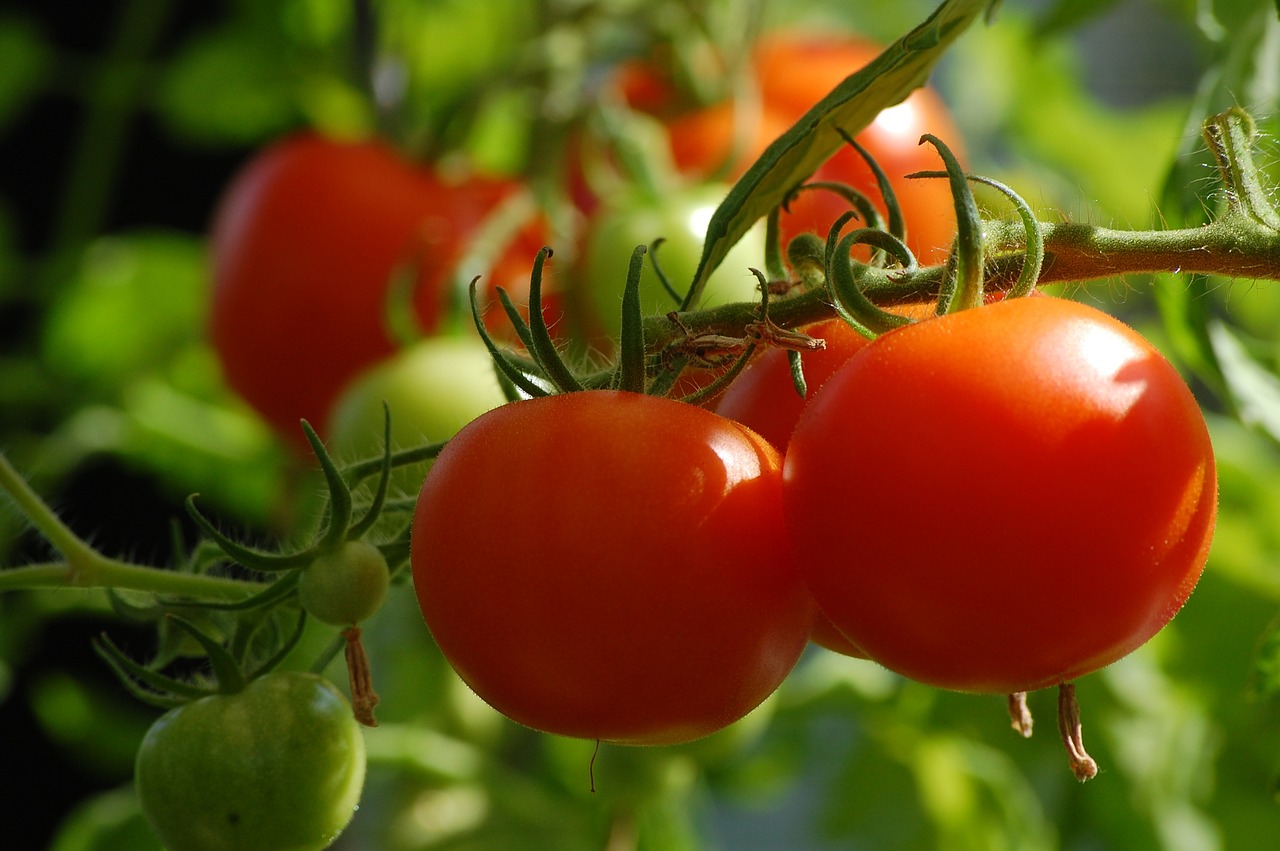 tomato, growth, food-2643774.jpg